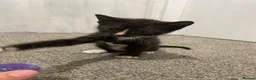 Sphynx cats for sale: LAST FEMALE fluffy half Sphynx kitten - Ready Now  - Advert 11