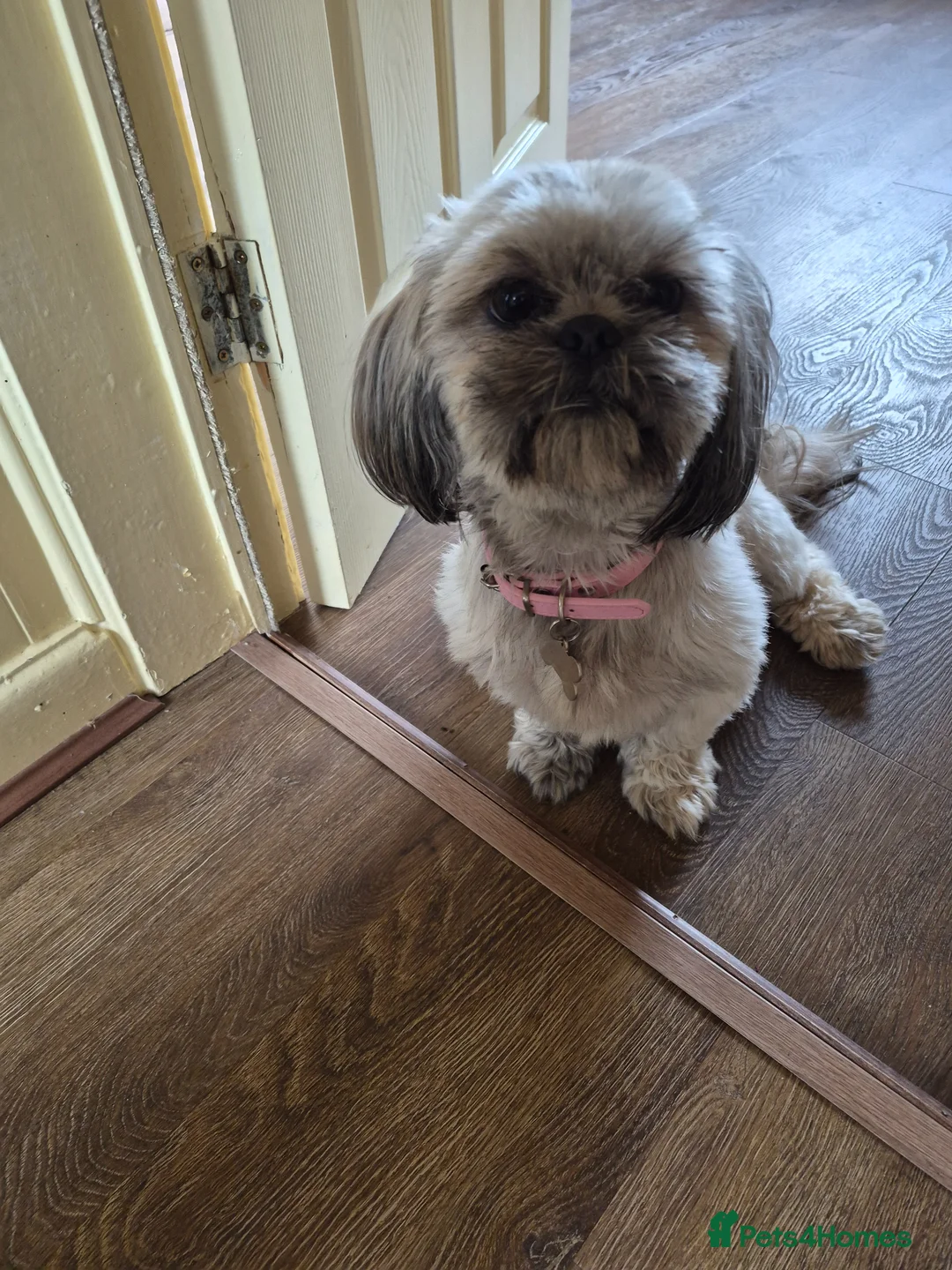 Shih Tzu dogs for sale: Shih tzu - Advert 1