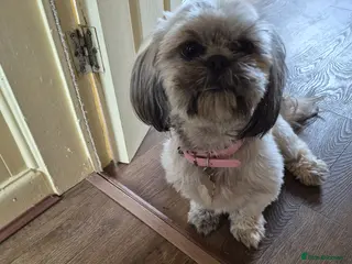 Shih Tzu dogs Shih tzu - Advert 1