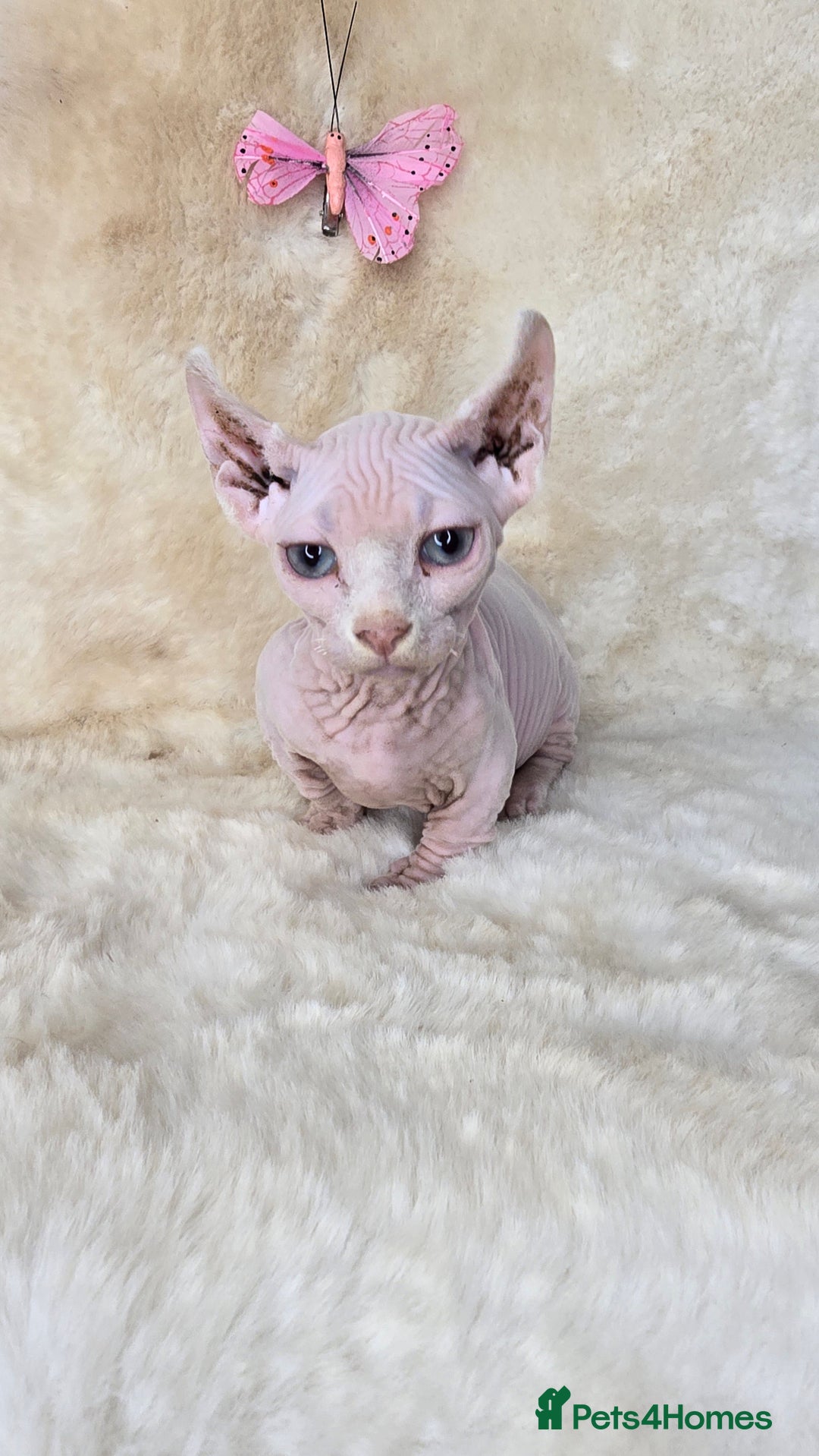 Dwelf cats for sale: Dwelf Sphynx girl bominant odd eyes  - Image 9