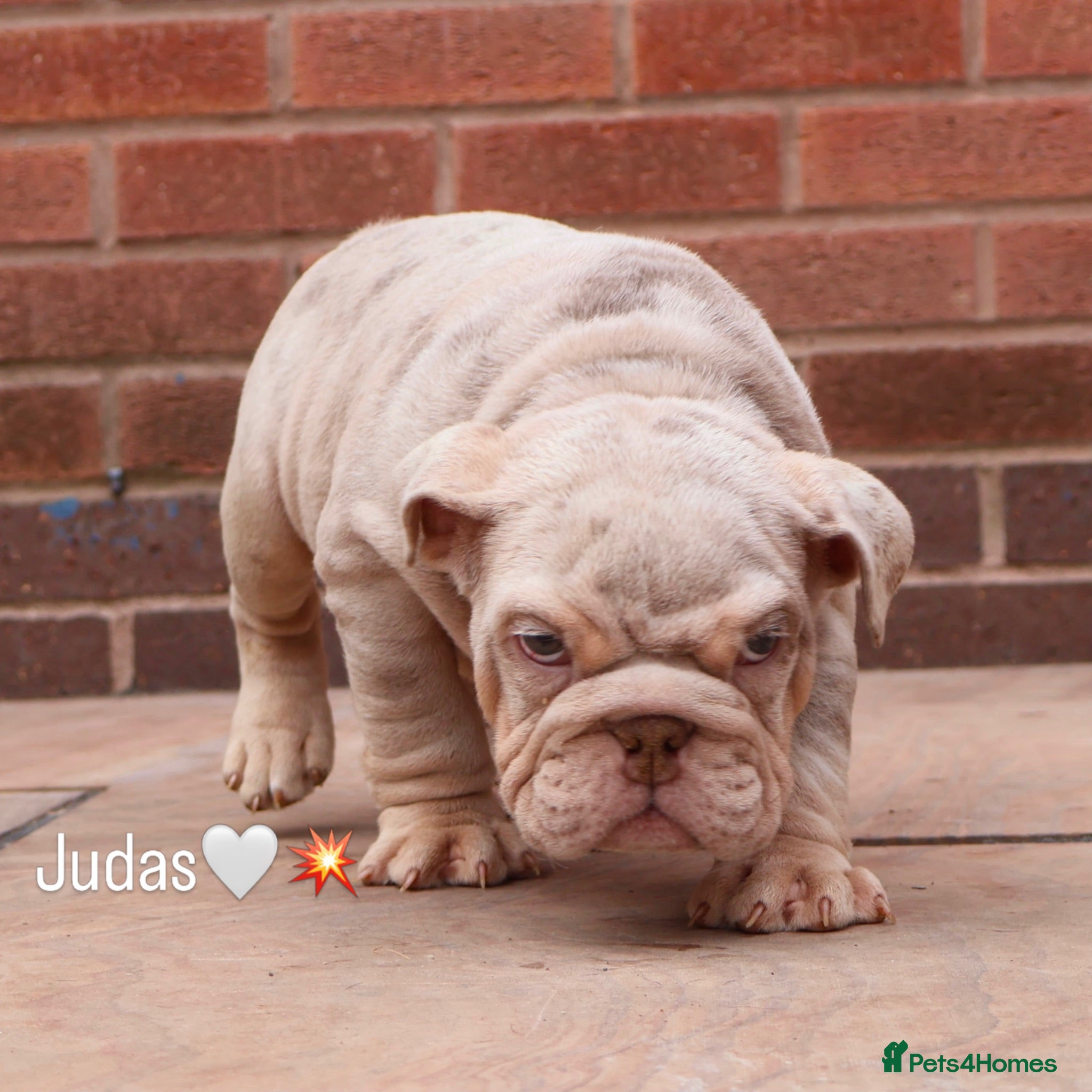 English Bulldog dogs DOLCExKOBE SHORT COMPACT MR MUCCLE BLOODLINE  - Advert 12