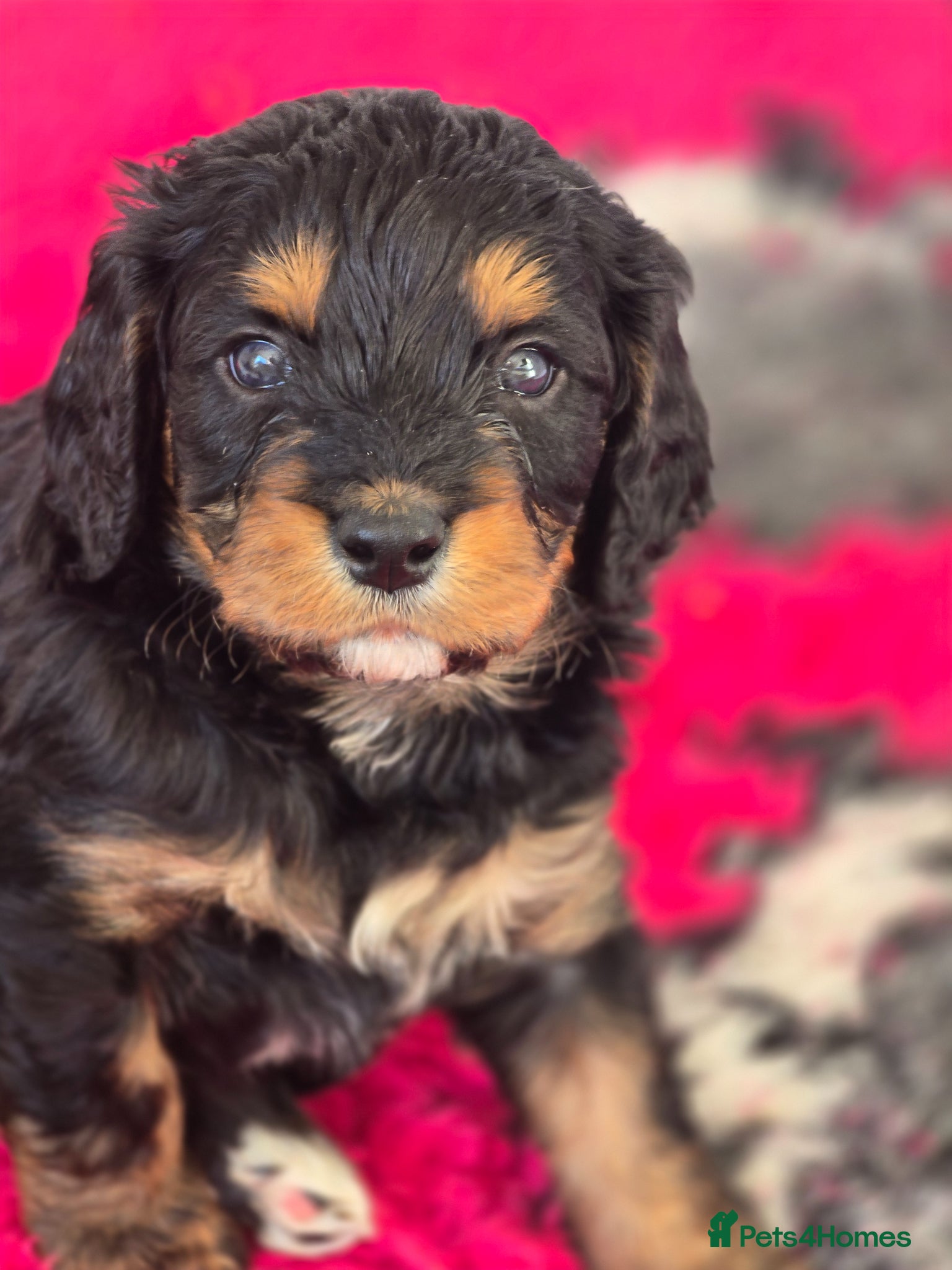 Cavapoo dogs Health tested Standard (cuddle) Cavapoos - Advert 11