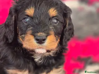 Cavapoo dogs Health tested Standard (cuddle) Cavapoos - Advert 11