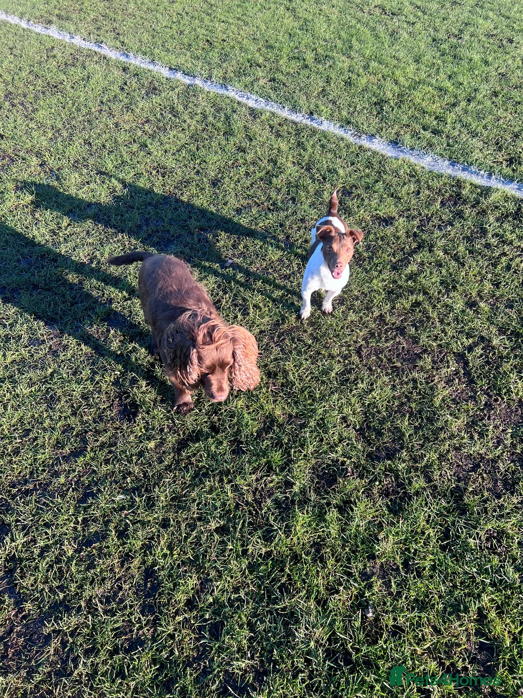 Jack Russell dogs for stud: Miniature jack Russell  in Leeds - Advert 22