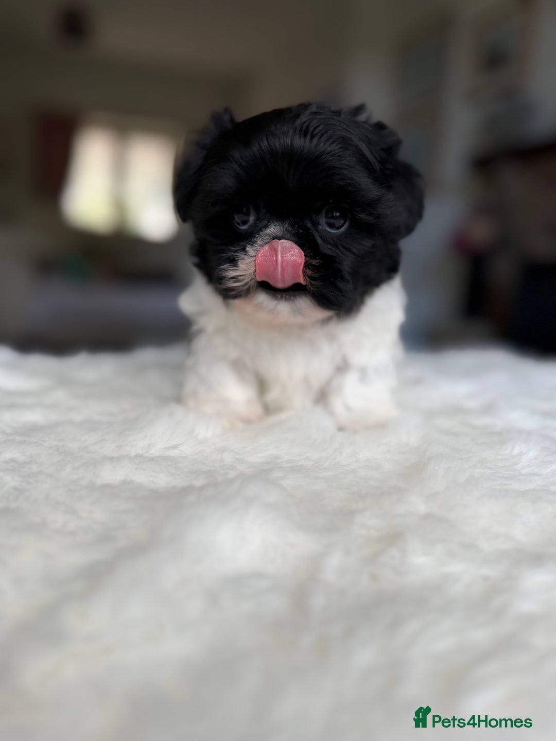 Shih Tzu dogs for sale: AMERICAN IMPERIAL SHIH TZU PUPPIES - Image 12