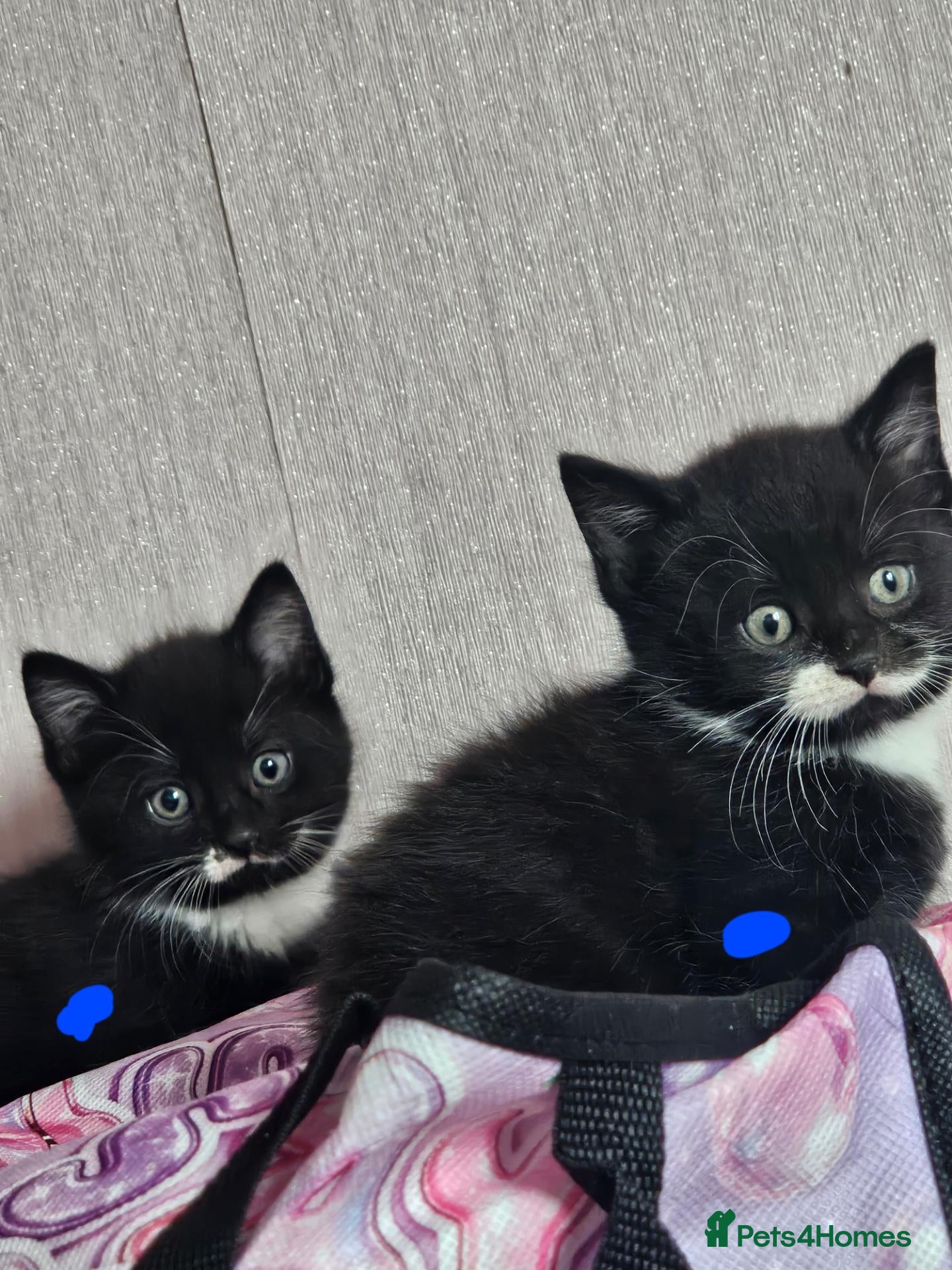 Mixed Breed cats  7 adorable kittens looking for their forever home - Advert 5