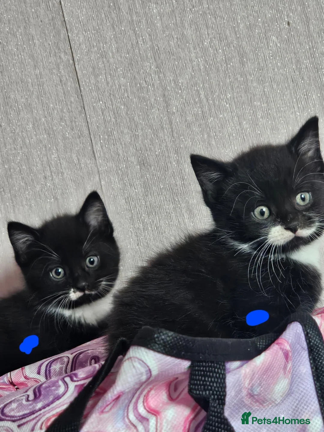 Mixed Breed cats for sale:  7 adorable kittens looking for their forever home - Advert 1