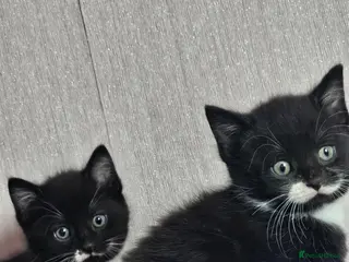 Mixed Breed cats 7 adorable kittens looking for their forever home - Advert 1