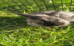 Lionhead rabbits for sale: 💫💫💫 Lionhead rabbits 💫💫💫 - Image 6