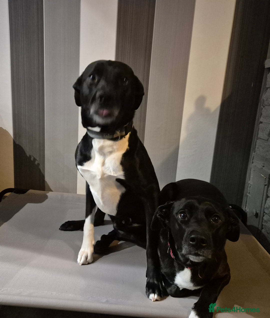 Mixed Breed dogs for sale: Hugo  - Advert 2