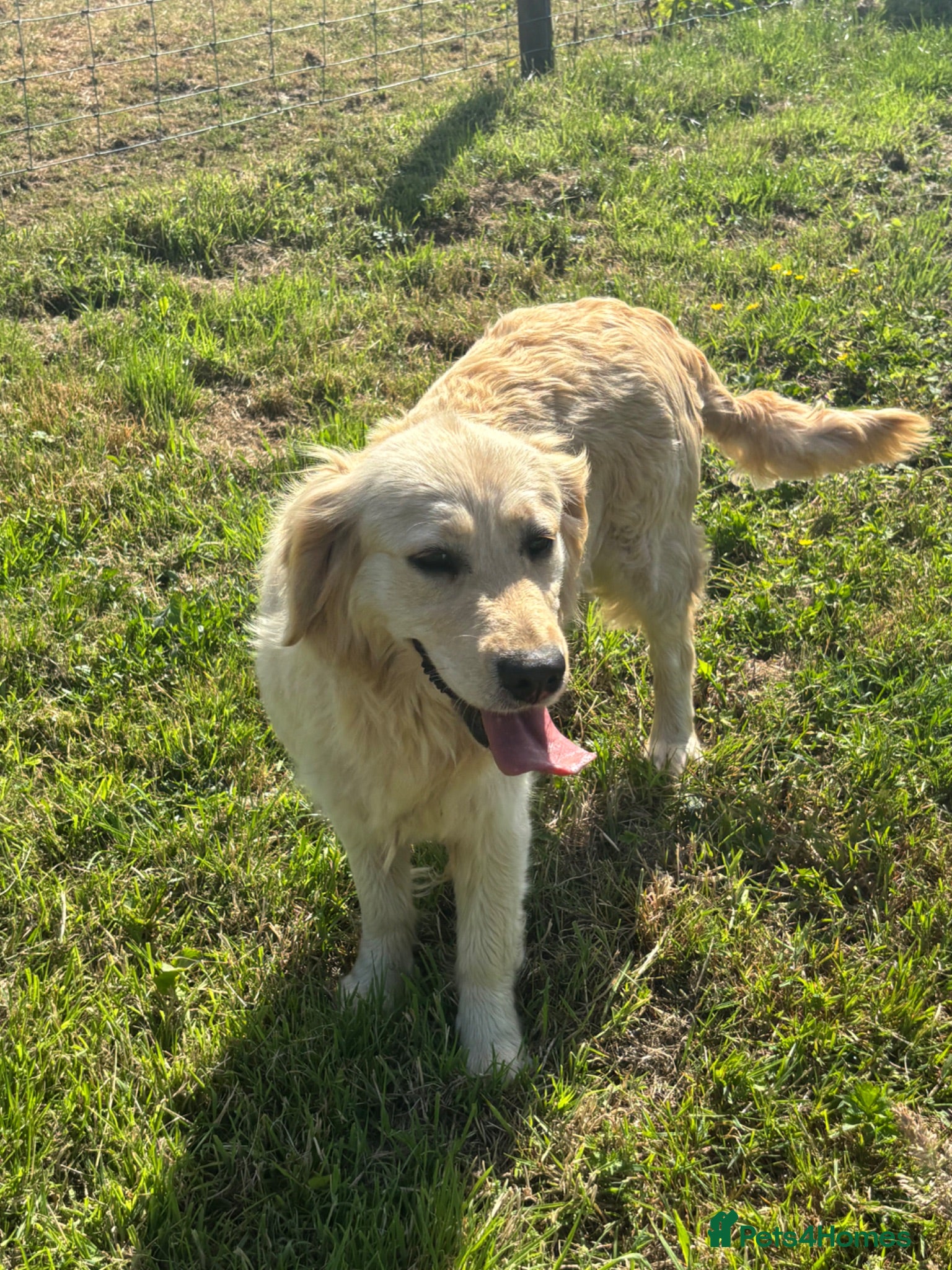 Golden Retriever dogs 2 year old golden Retreiver female  - Advert 4