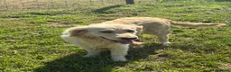 Golden Retriever dogs for sale: 2 year old golden Retreiver female  - Advert 1