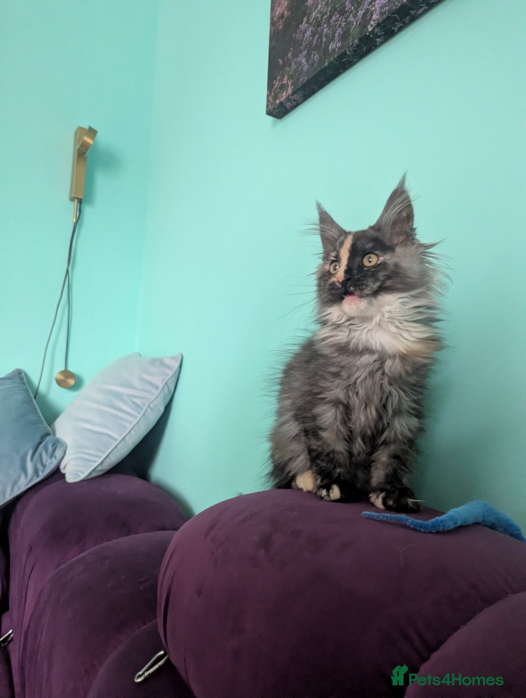 Maine Coon cats for sale: Beautiful Pedigree Maine Coon kittens  - Image 7