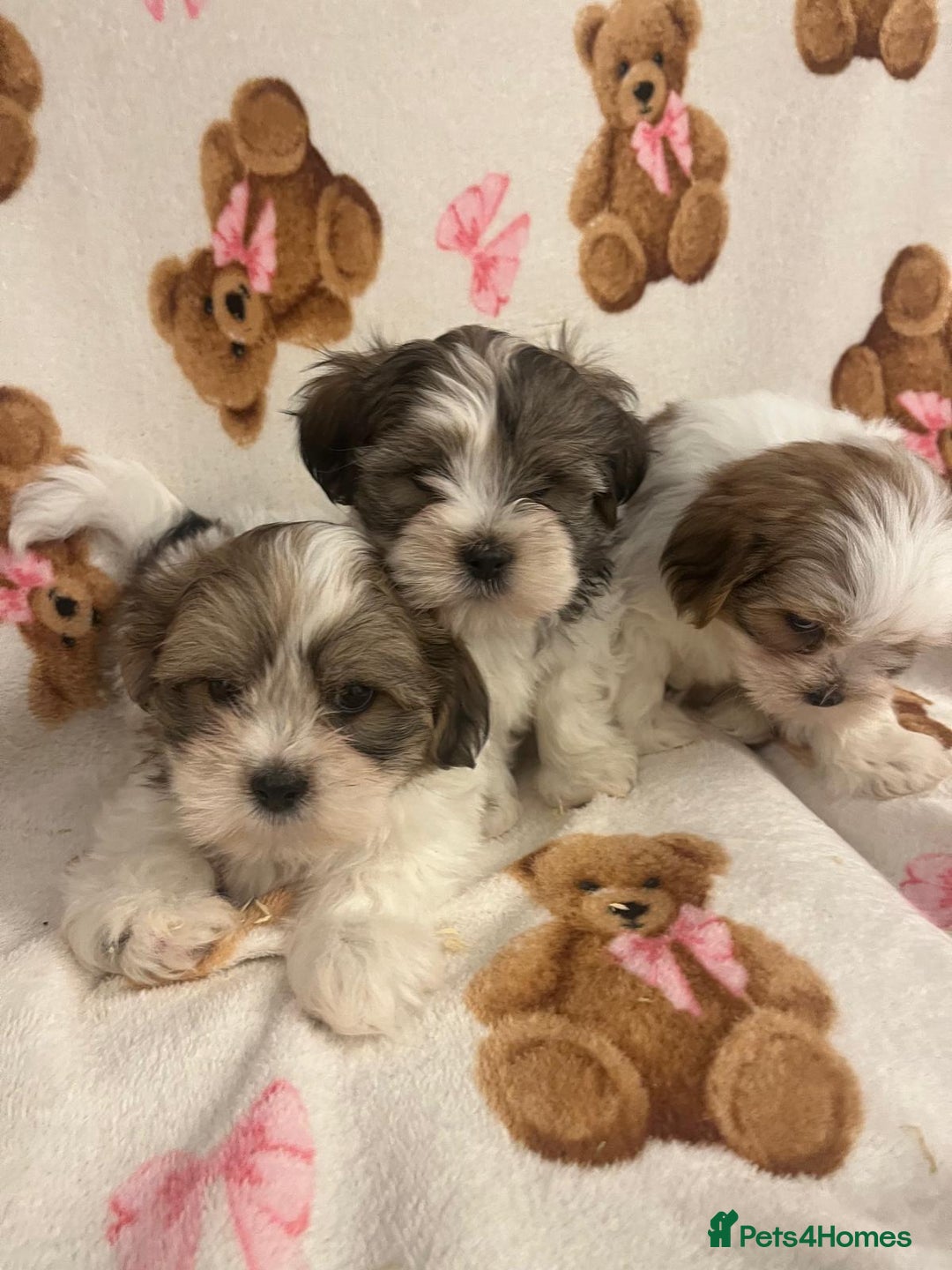 Shih Tzu dogs for sale: Shih Tzu Puppies  - Advert 5