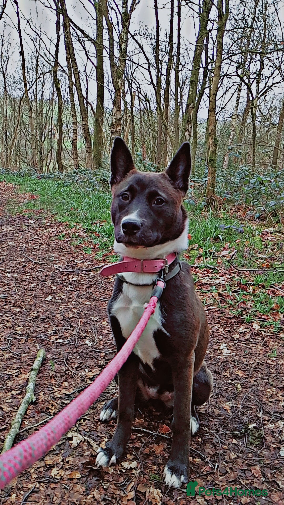 Mixed Breed dogs 7 month old Bullsky female for sale to good home. - Advert 1