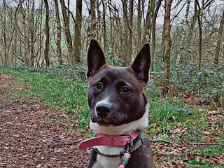 Mixed Breed dogs 7 month old Bullsky female for sale to good home. - Advert 1