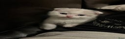 Scottish Fold cats for sale: Two beautiful kittens for sale - Advert 6