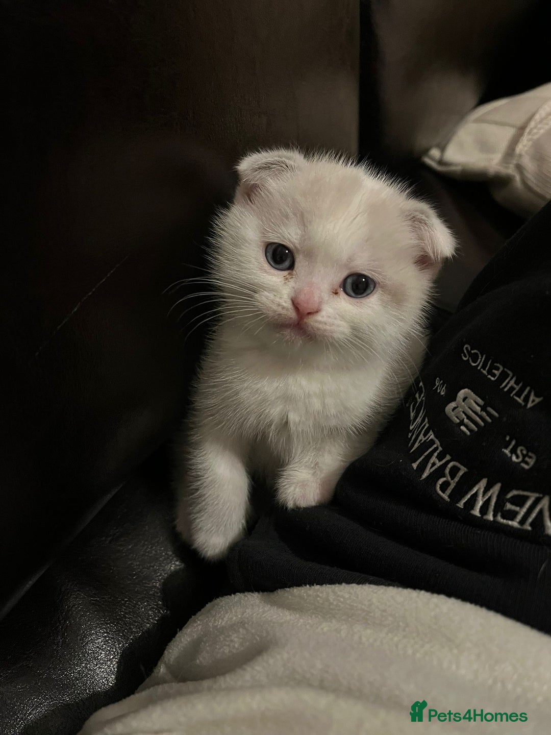 Scottish Fold cats for sale: Two beautiful kittens for sale - Advert 6