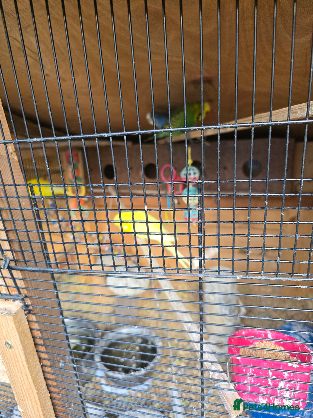 Budgerigars birds for sale: Budgies  - Image 5