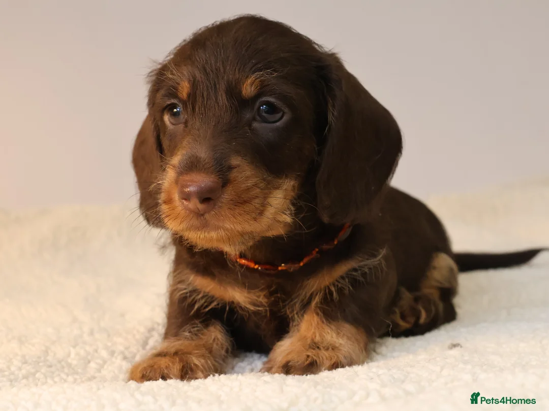 Miniature Dachshund dogs for sale: Choco+Wirehaired+5*Licensed+Kc+Praclear+Vetchecked - Advert 9