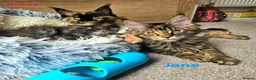 Maine Coon cats for sale: ✨ Meet Our Magnificent Maine Coon Kittens ✨ - Advert 8