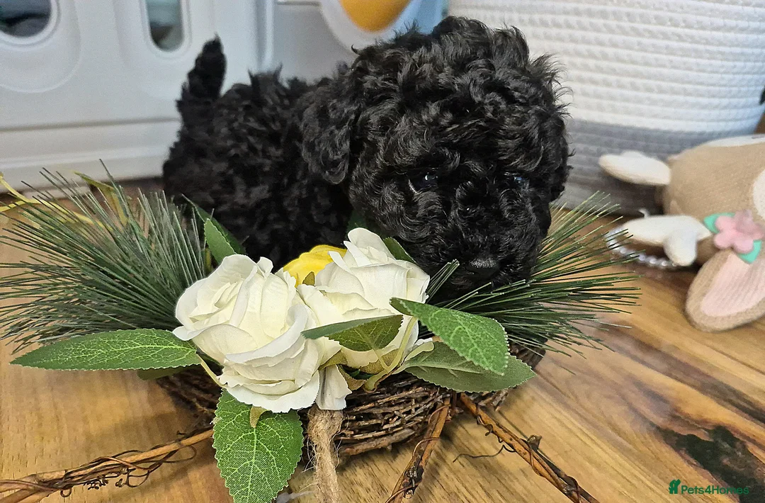Maltipoo dogs for sale: Last Girl !!!! in Birmingham - Advert 1