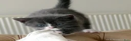 Mixed Breed cats for sale: Gorgeous Rag Doll/Maine Coon/Russian Blue X - Advert 19