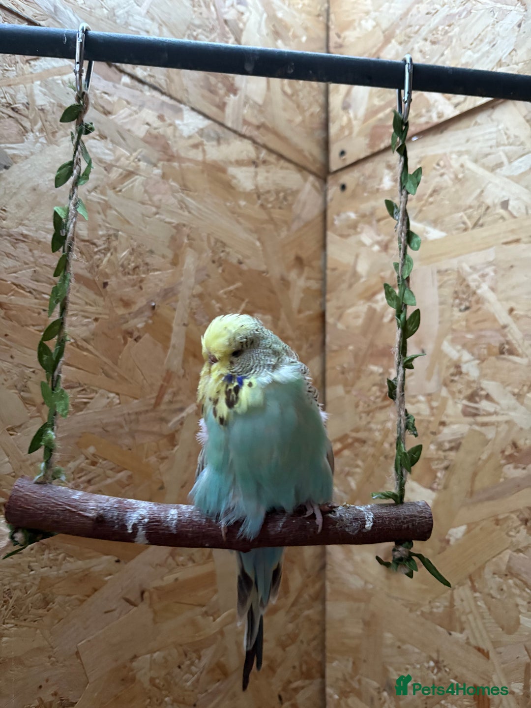 Budgerigars birds for sale: Budgies  - Image 2