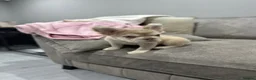 French Bulldog dogs for sale: French bull dogs  - Advert 7