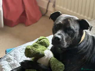 Mixed Breed dogs Staff/mastiff - Advert 1