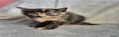 Mixed Breed Kitten 4