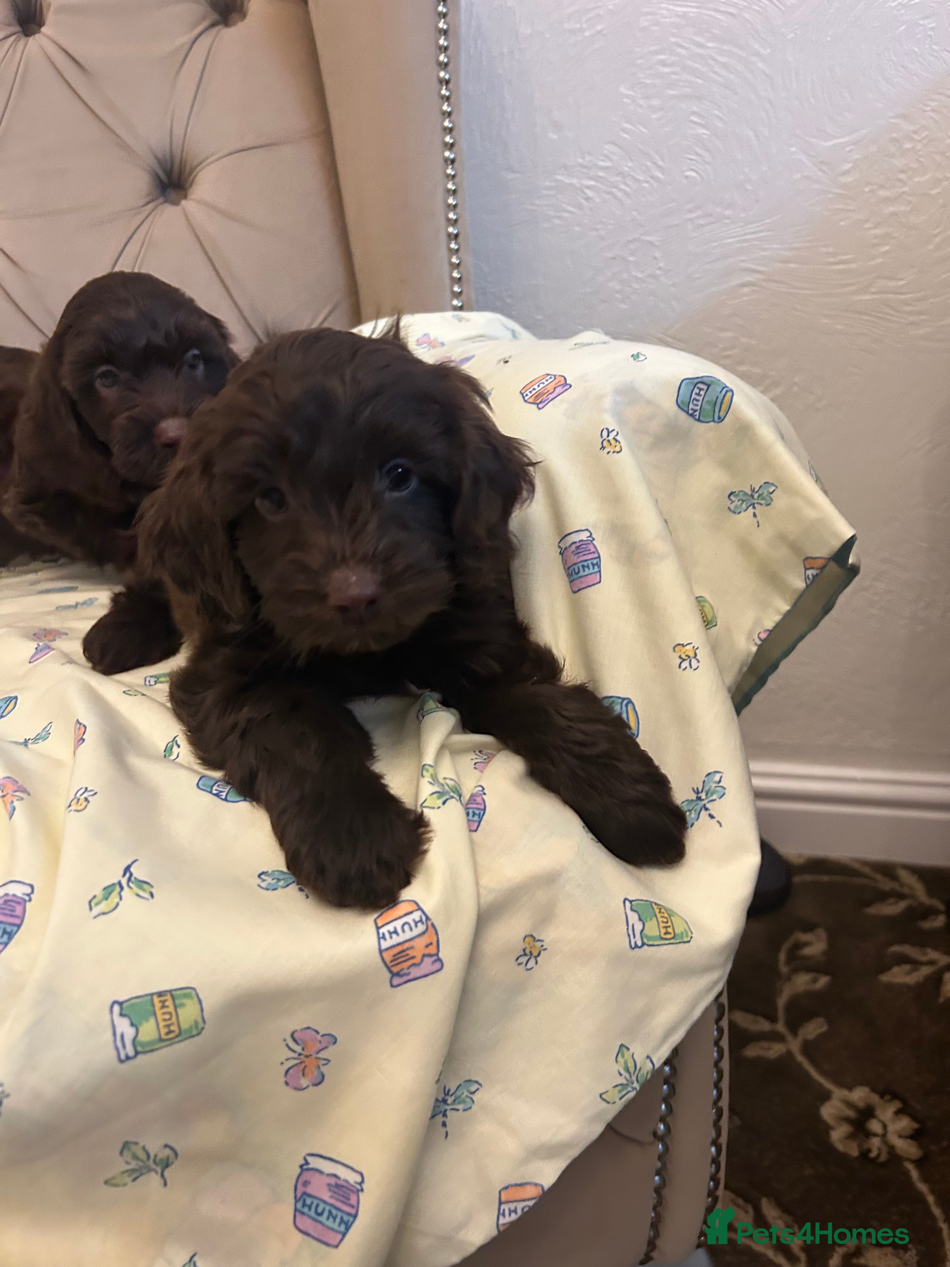 Cockapoo dogs Cockerpoo puppies  - Advert 6