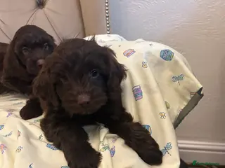 Cockapoo dogs Cockerpoo puppies - Advert 6