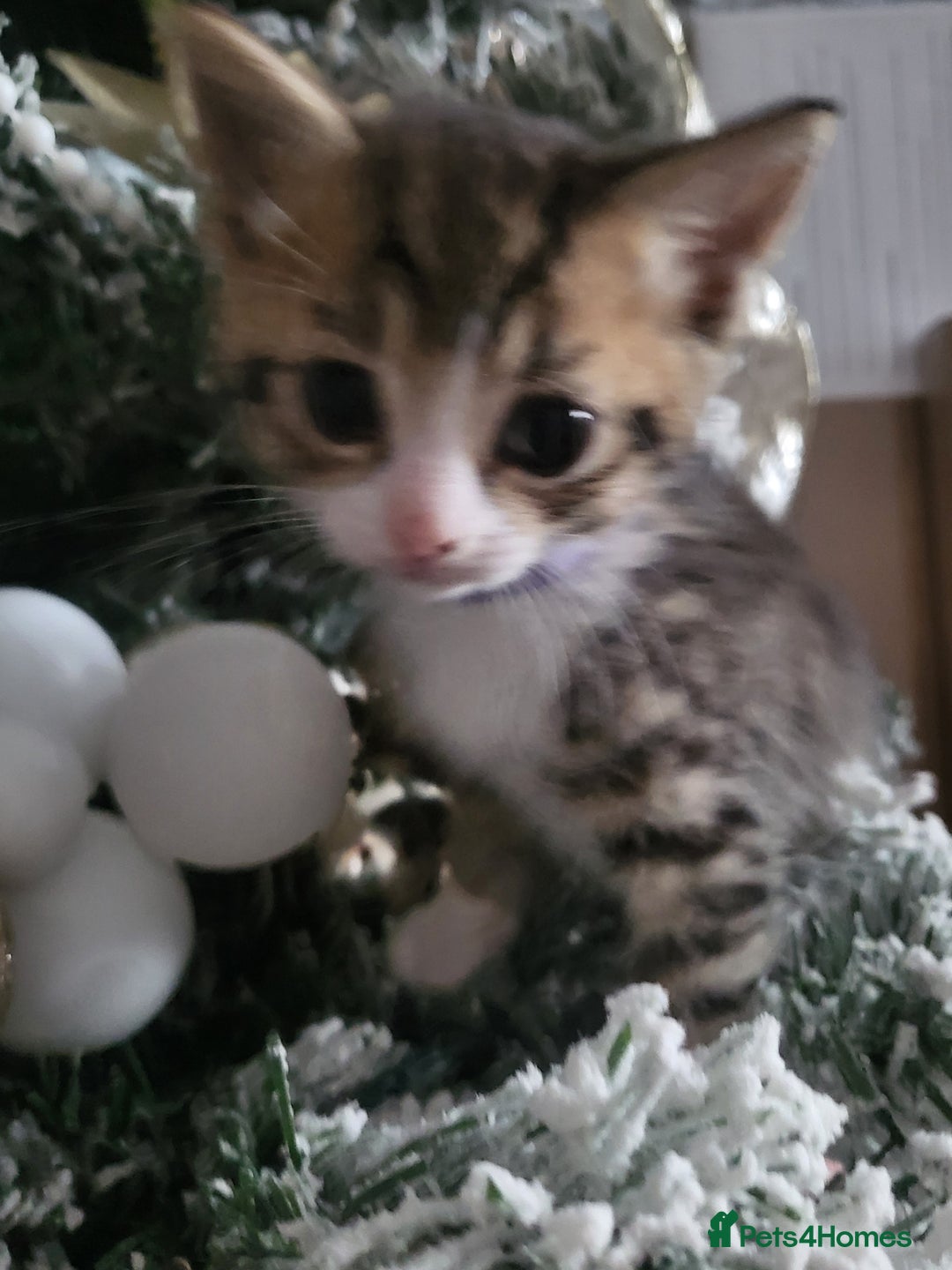 Mixed Breed cats for sale: 5 beautiful kittens - Advert 9