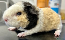 Guinea Pig rodents for sale: Teddy Guinea Pig Baby Boars - Image 18