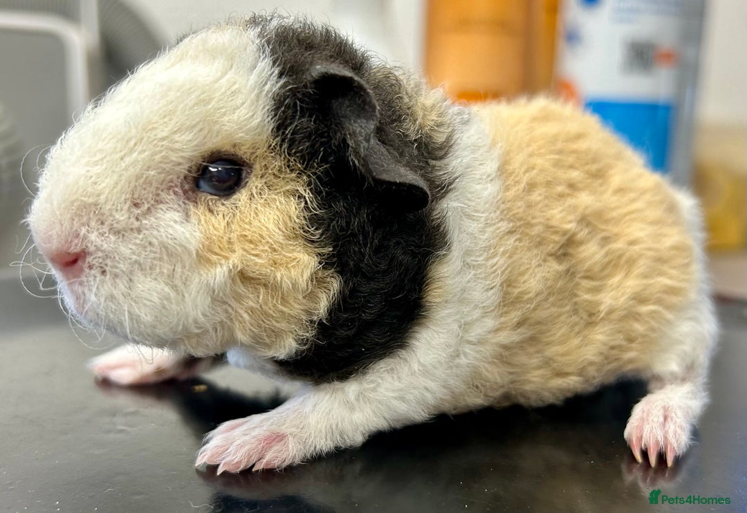 Guinea Pig rodents for sale: Teddy Guinea Pig Baby Boars - Image 18