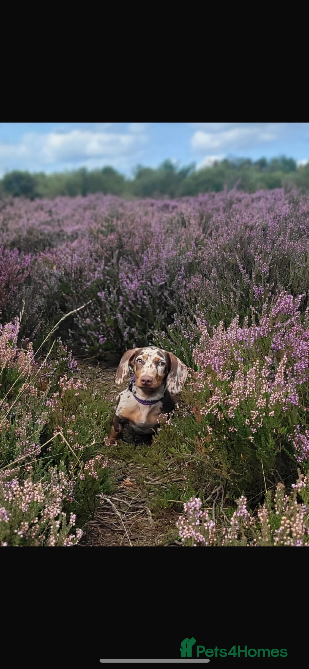 Miniature Dachshund dogs for stud: Birminghams Mr Mini Milky. PROVEN KC Mini Dax stud in Birmingham - Advert 4