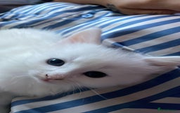 Mixed Breed cats for sale: Beautiful kittens  - Image 6