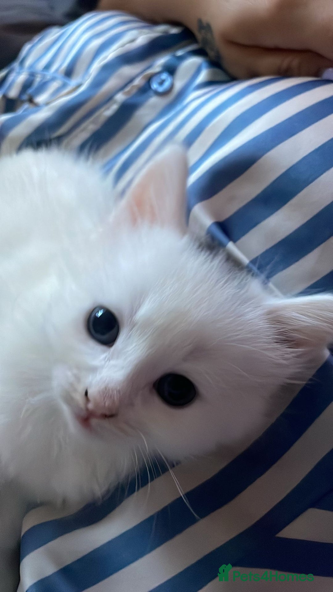 Mixed Breed cats for sale: Beautiful kittens  - Image 6