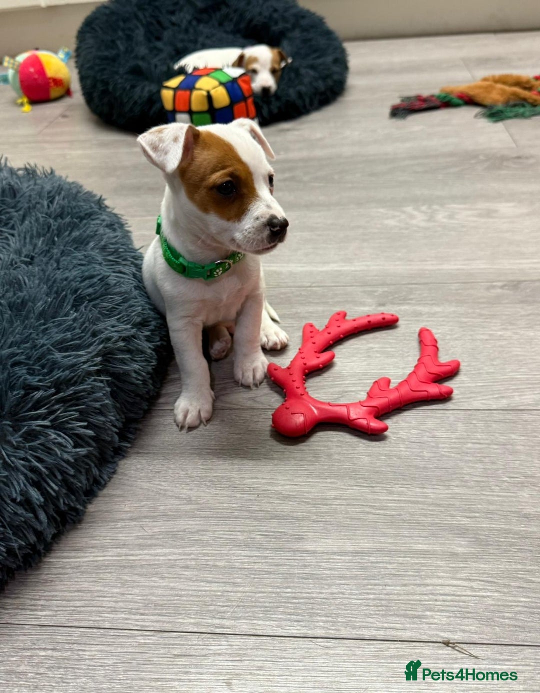 Jack Russell dogs for sale: 8 Week Old Jack Russel Puppies  - Advert 3