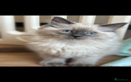 Ragdoll cats for sale: Stunning Bluepoint Pedigree Ragdoll Kittens Ready - Advert 10