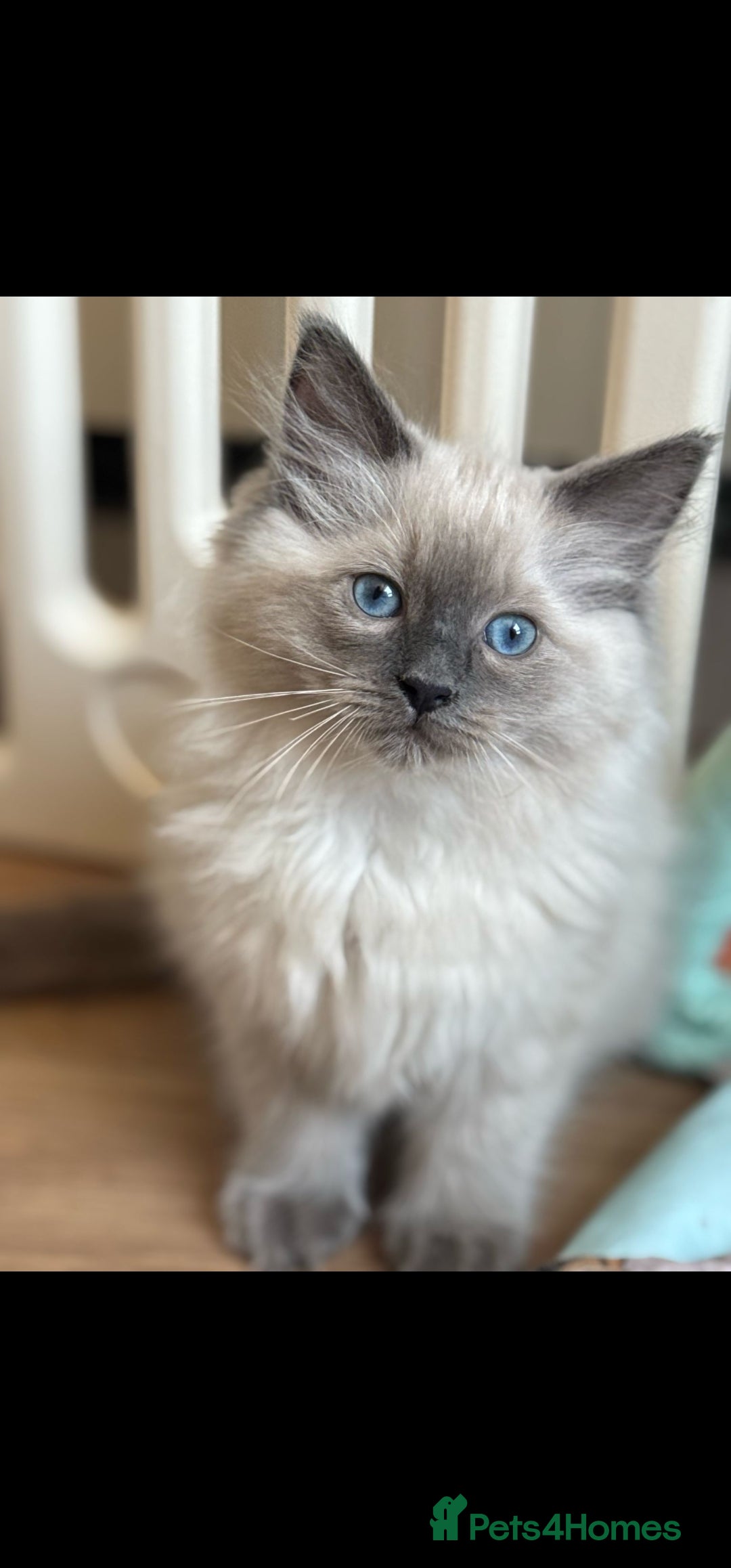 Ragdoll cats for sale: Stunning Bluepoint Pedigree Ragdoll Kittens Ready - Advert 10