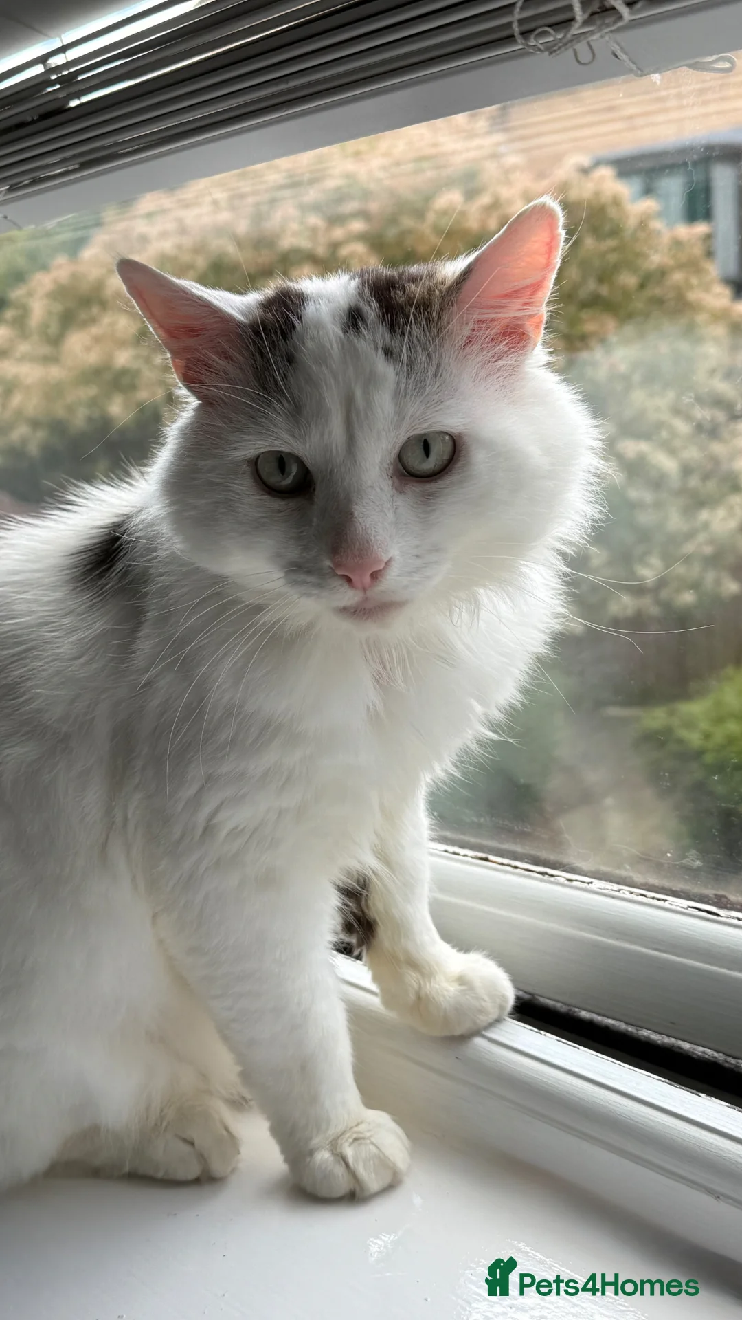 Turkish Van cats for sale: 1 year old male Turkish Van  - Advert 2