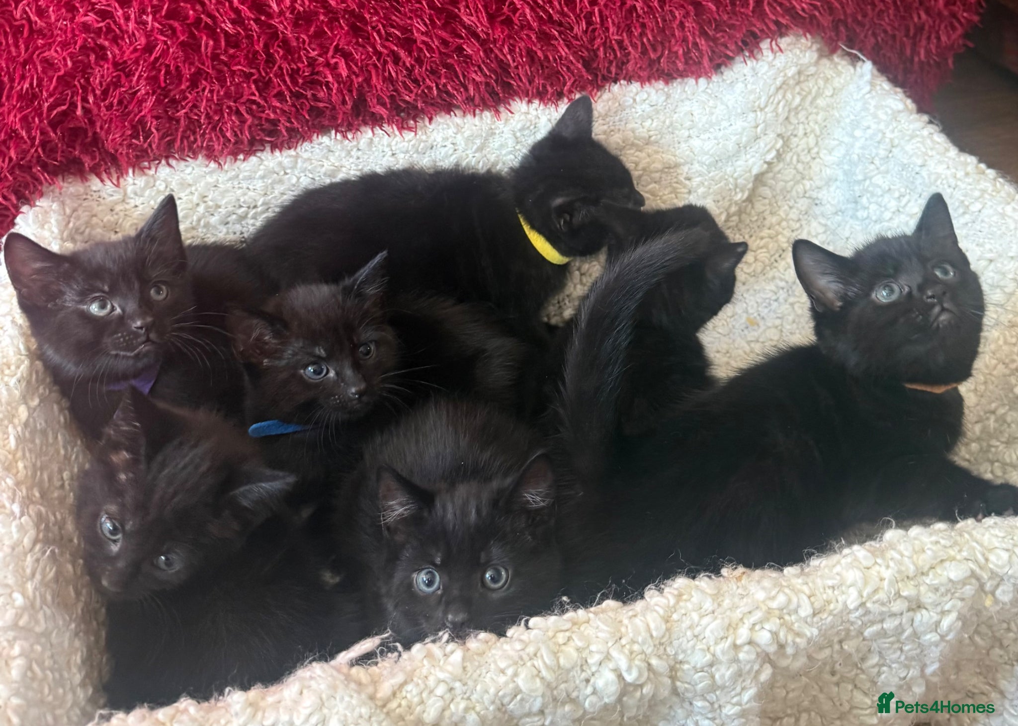 Bombay cats 7 Adorable kittens for sale. 6 males & 1 female - Advert 1