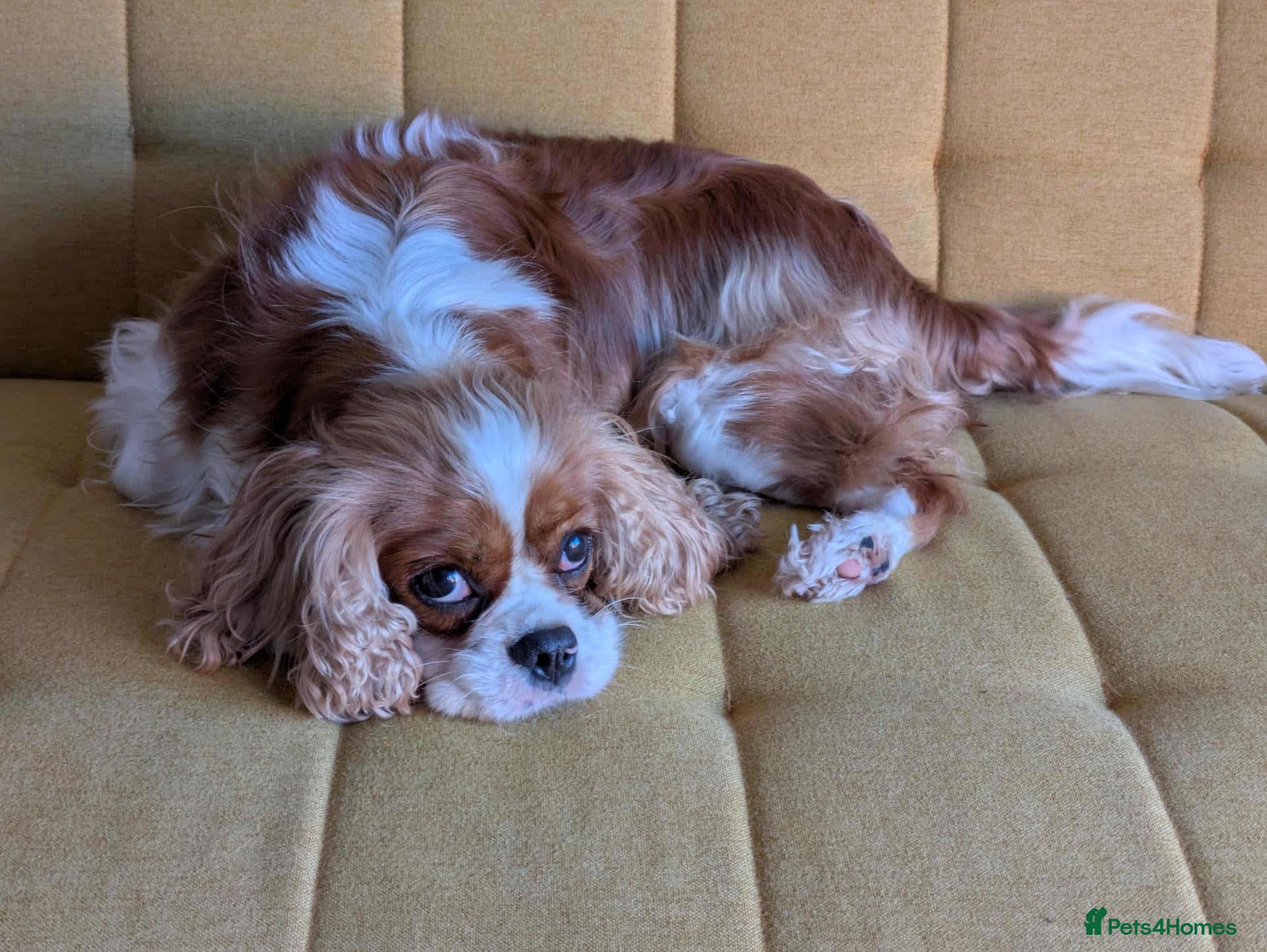 Cavalier King Charles Spaniel dogs Skye: Fully Trained Pedigree Cavalier - Kind Girl - Advert 2
