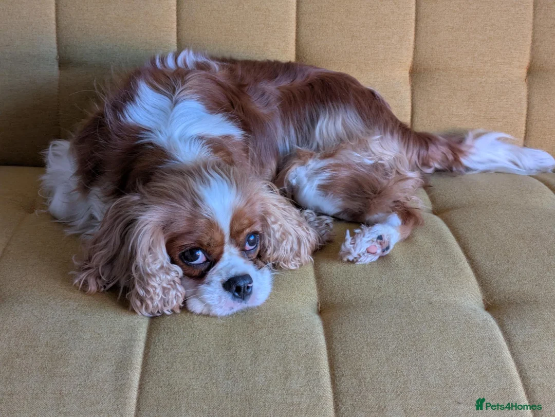 Cavalier King Charles Spaniel dogs for sale: Skye: Fully Trained Pedigree Cavalier - Kind Girl - Advert 2