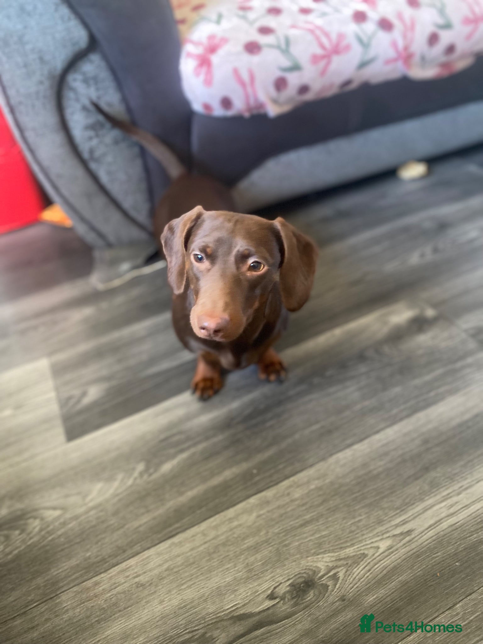 Dachshund dogs Dachshund for adoption/sale - Advert 3
