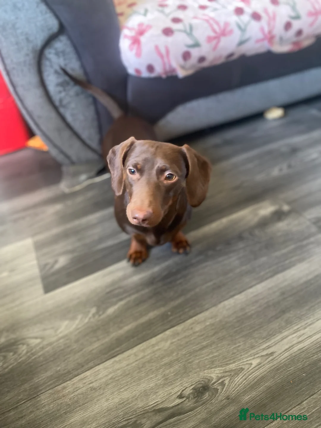 Dachshund dogs for sale: Dachshund for adoption/sale - Advert 2