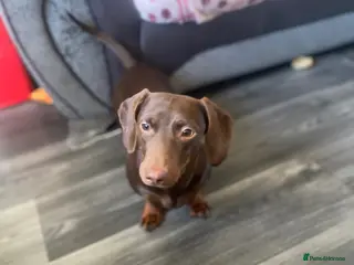 Dachshund dogs Dachshund for adoption/sale - Advert 9