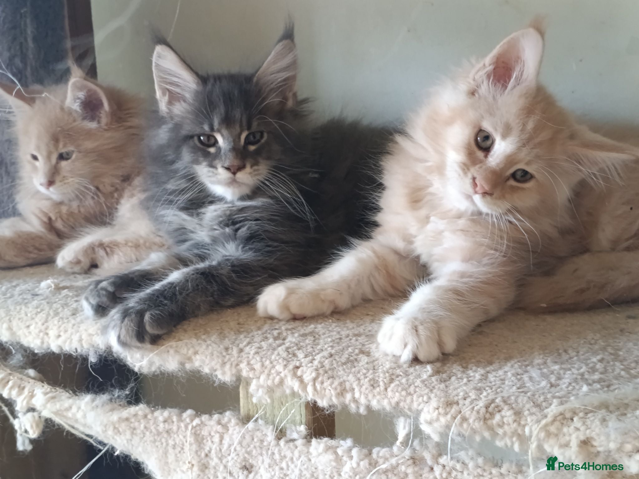 Maine Coon cats XL health tested, tica reg kittens 😍 - Advert 1